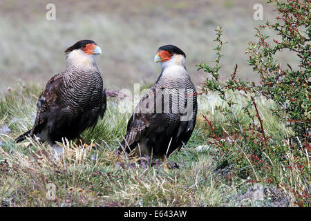 Crested Caracara (Polyborus plancus, Polyborus cheriway). Coppia in piedi sul suolo. Pali Aike National Park, Patagonia, Cile Foto Stock