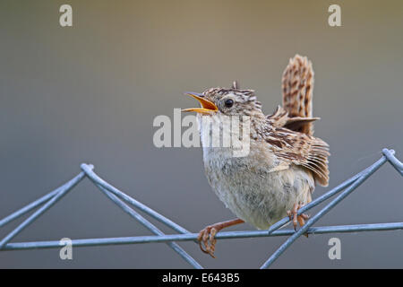 Sedge Wren (Cistothorus platensis falklandicus). Maschio di cantare mentre appollaiato su un recinto di filo. El Calafate, Patagonia, Argentina Foto Stock