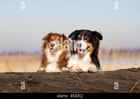 Pastore australiano. Due cani adulti (blue merle e red tri) guardando sopra un log. Germania Foto Stock