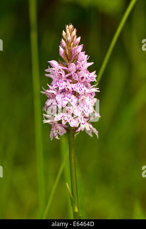 Spotted orchid flower Foto Stock