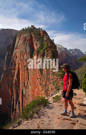 Escursionista sulle strette ripida via che conduce a Angel's Landing, con gocce di Zion Canyon oltre 1000ft/305m sotto, il Parco Nazionale di Zion, Ut Foto Stock