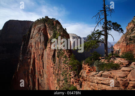 Gli escursionisti sulla ripida stretta via che conduce a Angel's Landing, e Canyon Zion 1000ft/305m sotto, il Parco Nazionale di Zion, Utah, Stati Uniti d'America Foto Stock