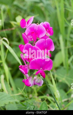 Piselli dolci (Lathyrus odoratus) Foto Stock