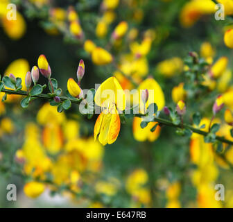 I fiori gialli di Cytisus scoparius, la scopa comune o Scotch Ginestra Foto Stock