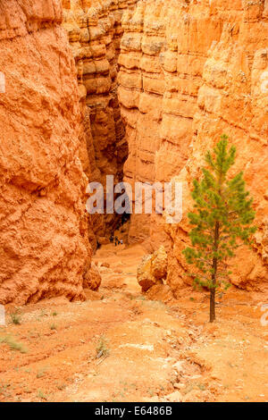 Visitatori escursione lungo il Navajo loop trail dal Bryce Canyon Rim, profondo nella spettacolare anfiteatro di seguito. Foto Stock