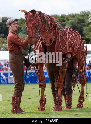 Southport, Merseyside, Regno Unito. 14 Agosto, 2014. Warhorse puppet Joey horse named Joey, in Gran Bretagna il più grande fiore indipendenti mostrano che celebra il suo ottantacinquesimo anno. Handspring Puppet Company ha proposto a grandezza naturale al galoppo, a piena scala dei burattini di cavallo alla vita in showground arena Foto Stock