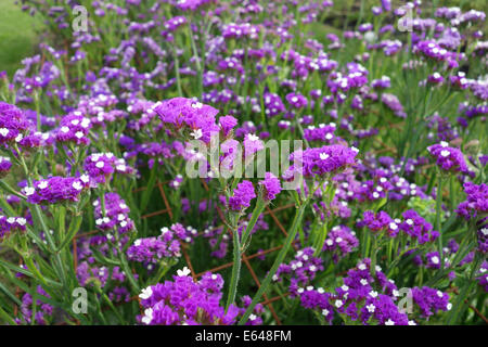 Limonium sinuatum comunemente noto come wavyleaf sea-lavanda Regno Unito Foto Stock