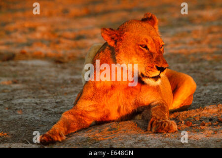 Lion pride in appoggio e pulizia fino intorno al fiume dopo una notte di successo della caccia, in uno splendido bagliore dorato Foto Stock