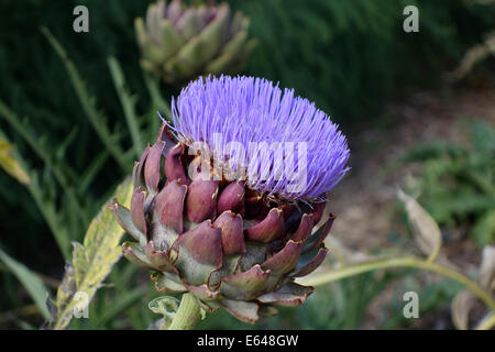 Carciofi Cynara cardunculus REGNO UNITO Foto Stock