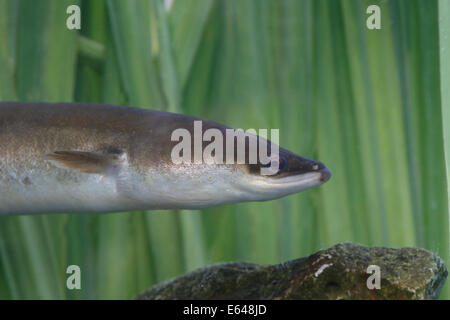 L'anguilla europea, Anguilla Anguilla, singolo colpo alla testa del pesce in canne. Warwickshire, Agosto 2014 Foto Stock