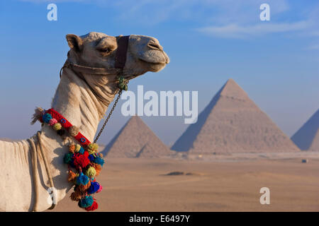 Cammelli e piramidi di Giza in Egitto Foto Stock