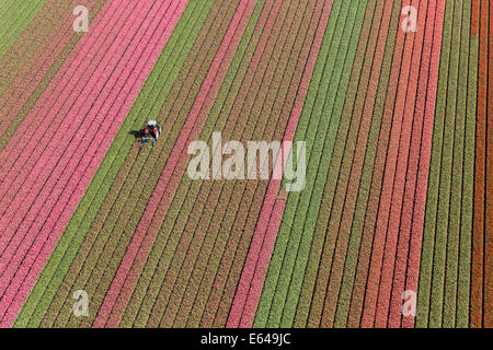 Trattore in campi di tulipani, North Holland, Paesi Bassi Foto Stock