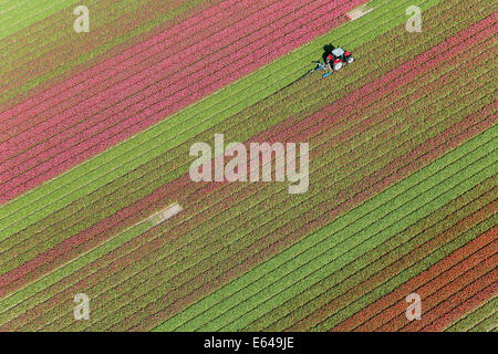 Trattore in campi di tulipani, North Holland, Paesi Bassi Foto Stock