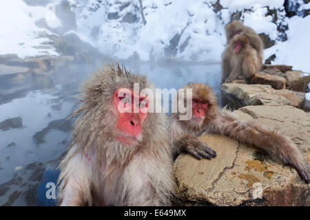 Macaque giapponese (Macaca fuscata)/ Snow monkey, Joshin-etsu National Park, Honshu, Giappone Foto Stock