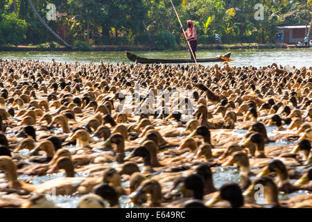 Anatre essendo herded lungo la via navigabile, Kerala backwaters, nr Alleppey, (o Alappuzha), Kerala, India Foto Stock