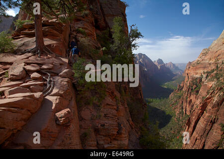 Gli escursionisti sulla stretta angeli ripida pista di atterraggio e scendere a Canyon Zion 1000ft/305m sotto, il Parco Nazionale di Zion, Utah, Stati Uniti d'America Foto Stock