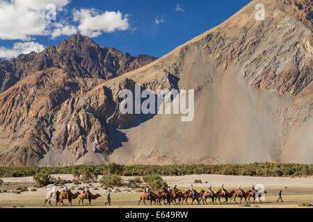 Bactrian o doppia humped cammelli, Valle di Nubra, Ladakh, India Foto Stock