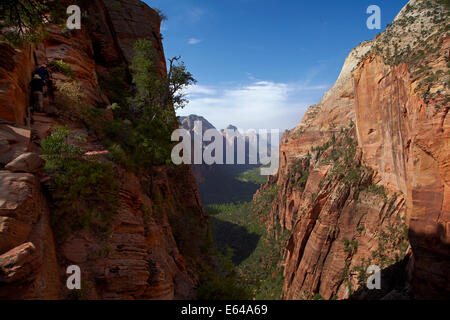 Gli escursionisti sulla stretta angeli ripida pista di atterraggio e scendere a Canyon Zion 1000ft/305m sotto, il Parco Nazionale di Zion, Utah, Stati Uniti d'America Foto Stock