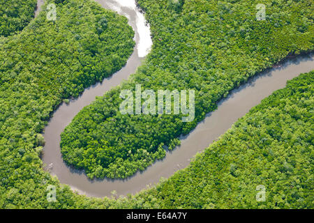 Vista aerea della foresta pluviale, Fiume Daintree, Parco Nazionale Daintree, Queensland Australia Foto Stock