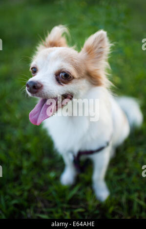 Chihuahua ritratto Foto Stock