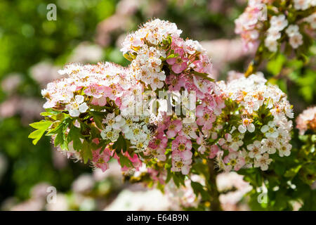 Crataegus comunemente chiamato biancospino o possono sbocciare fiori, alcune rosa e qualche bianco Foto Stock