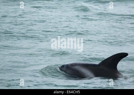 Dal becco bianco Dolphin Lagenorhynchus albirostris Islanda MA003031 Foto Stock