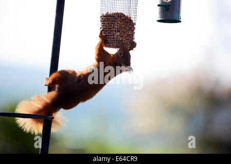 Un selvatico scoiattolo rosso visita un giardino interno in Cumbria per alimentare all'uccello dadi. Foto Stock