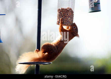 Un selvatico scoiattolo rosso visita un giardino interno in Cumbria per alimentare all'uccello dadi. Foto Stock