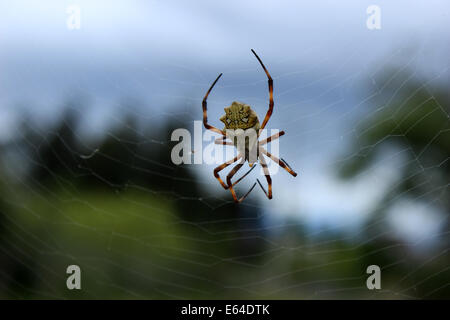 Un Orb Weaver Spider sospeso in un web in Cotacachi, Ecuador Foto Stock