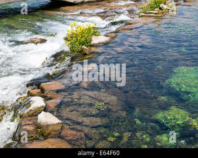 Giant Springs State Park, Great Falls, Montana, USA Foto Stock