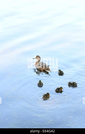 Il Germano Reale con cinque anatroccoli galleggiante in stagno Foto Stock
