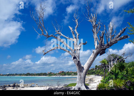 Albero morto Soliman Bay nei pressi di Tulum Yucatan Messico Foto Stock