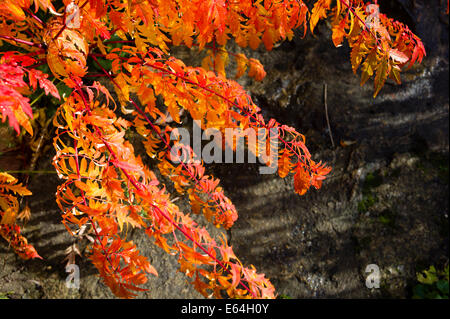 Rhus typhina le foglie in autunno Foto Stock