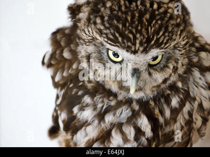 Un piccolo gufo, athene noctue. L'uccello è stato salvato dalla protezione degli animali. Foto Stock