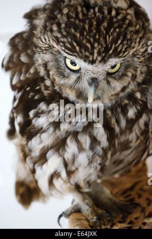 Un piccolo gufo, athene noctue, seduto su un cestello. L'uccello è stato salvato dalla protezione degli animali. Foto Stock