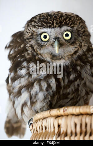 Un piccolo gufo, athene noctue, seduto su un cestello. L'uccello è stato salvato dalla protezione degli animali. Foto Stock