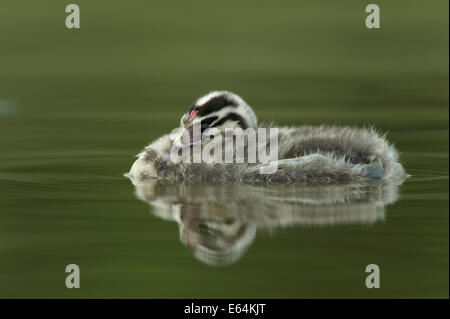 Svasso maggiore chick in una palude di la Dombes regione, Ain department, Francia Foto Stock