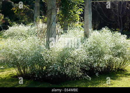 Massa di Erica Bianca Heather in un giardino inglese Foto Stock