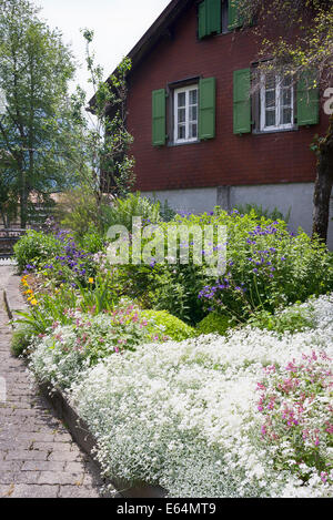 'Summer neve " fiori nel giardino frontale in Svizzera Foto Stock