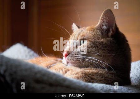 Cat in appoggio vicino alla luce della finestra Foto Stock