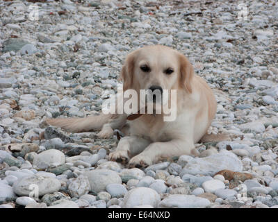 Molto bello il golden retriever su un suolo pietroso baech Foto Stock