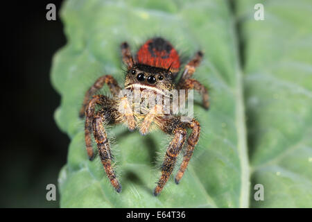 Red-backed Jumping Spider (Phidippus johnsoni) , Luther Burbank Home e giardini, Santa Rosa, California Foto Stock