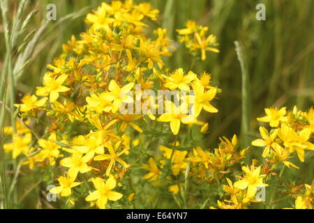 Hypericum perforatum, anche noto come erba di San Giovanni Foto Stock