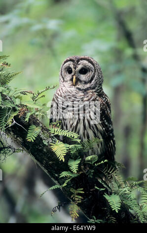 Bloccate Allocco (Strix varia), Florida, Stati Uniti Foto Stock