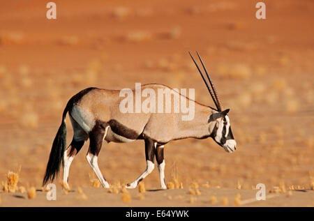 Gemsbok o gemsbuck (oryx gazella), Sossusvlei, Namib Desert, Namib-Skeleton Coast National Park, Namibia Foto Stock