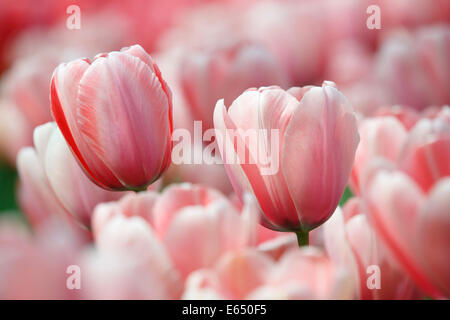 Fioritura di tulipani rosa, Darwin hybrid " salmoni impressione' (Tulipa " salmoni impressione') Foto Stock