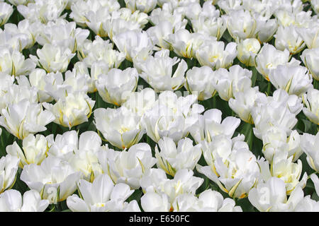 Fioritura di tulipani Fosteriana bianco Tulip, "Imperatore esotico" varietà (Tulipa fosteriana "Imperatore esotici') Foto Stock