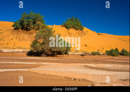 Essiccato fino riverbed, dopo la pioggia cade, Wadi contro le dune di sabbia con cespugli verdi, Erg Chebbi, la sabbia del deserto del Sahara, Foto Stock