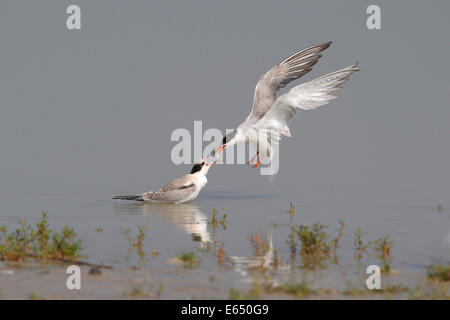 Tern comune (Sterna hirundo), uccello adulto dare ai giovani bird un pesce dall'aria, il lago di Neusiedl, Burgenland, Austria Foto Stock