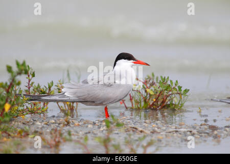 Tern comune (Sterna hirundo) in piedi in acqua poco profonda, il lago di Neusiedl, Burgenland, Austria Foto Stock